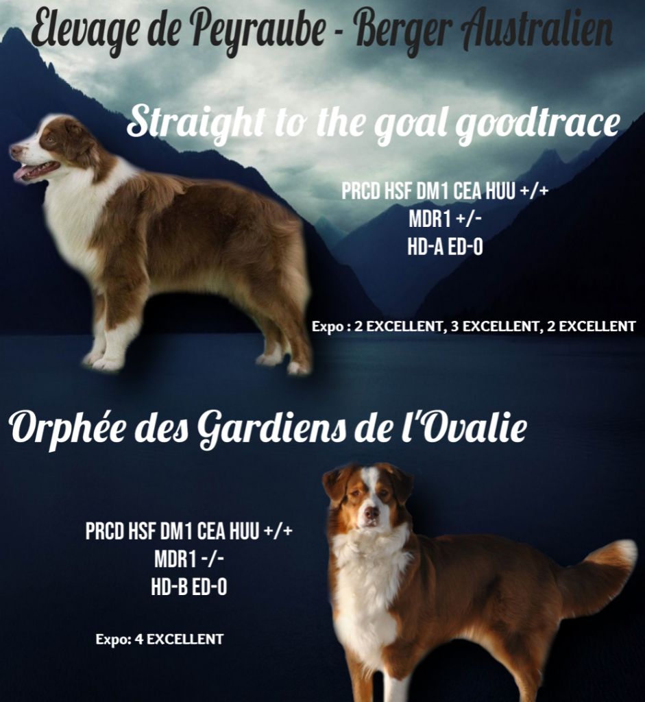 chiot Berger Australien De Peyraube