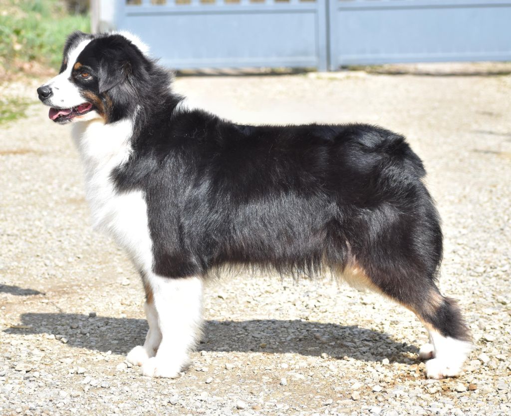 Roar like zira of lion's creek