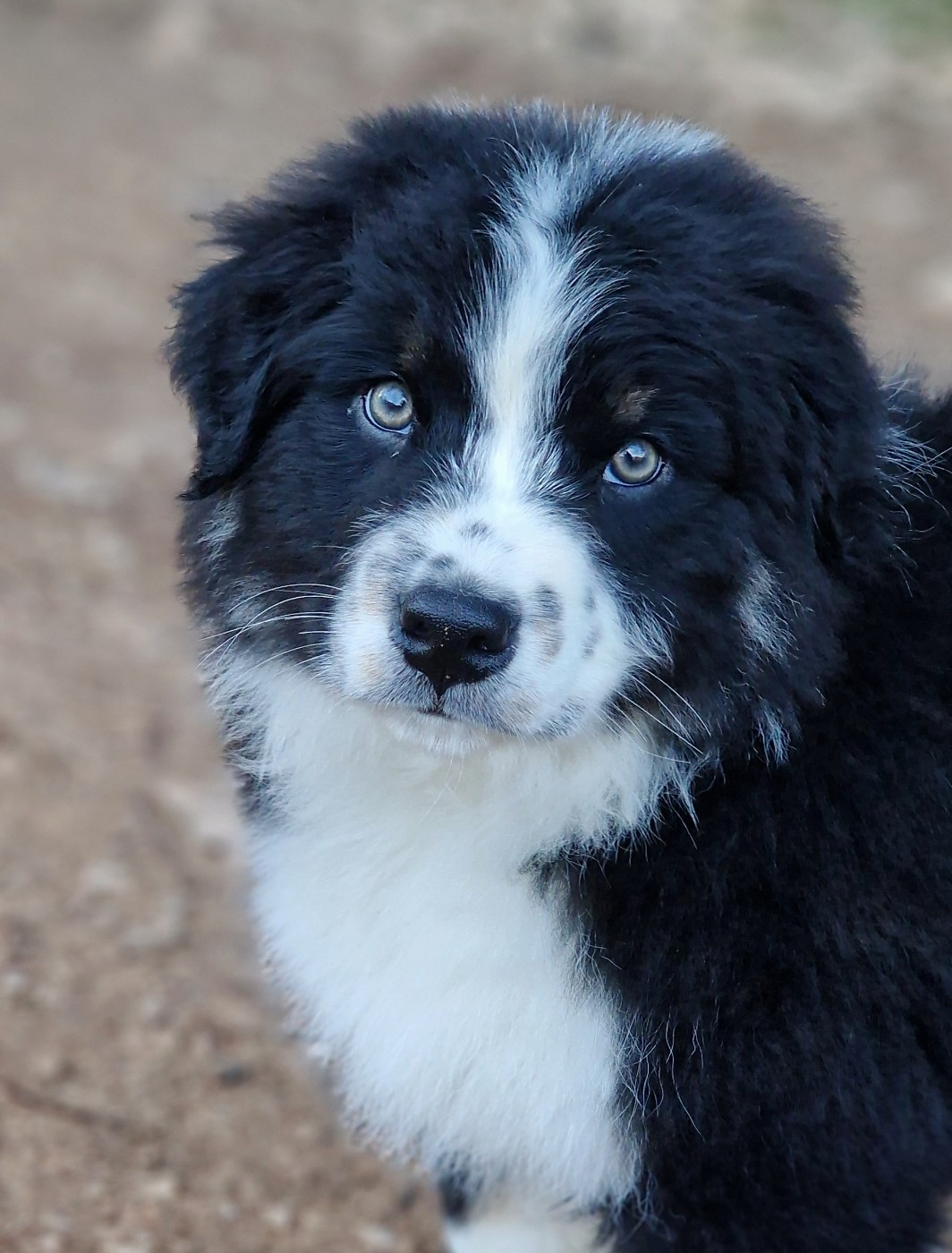 De Peyraube - Chiots disponibles - Berger Australien