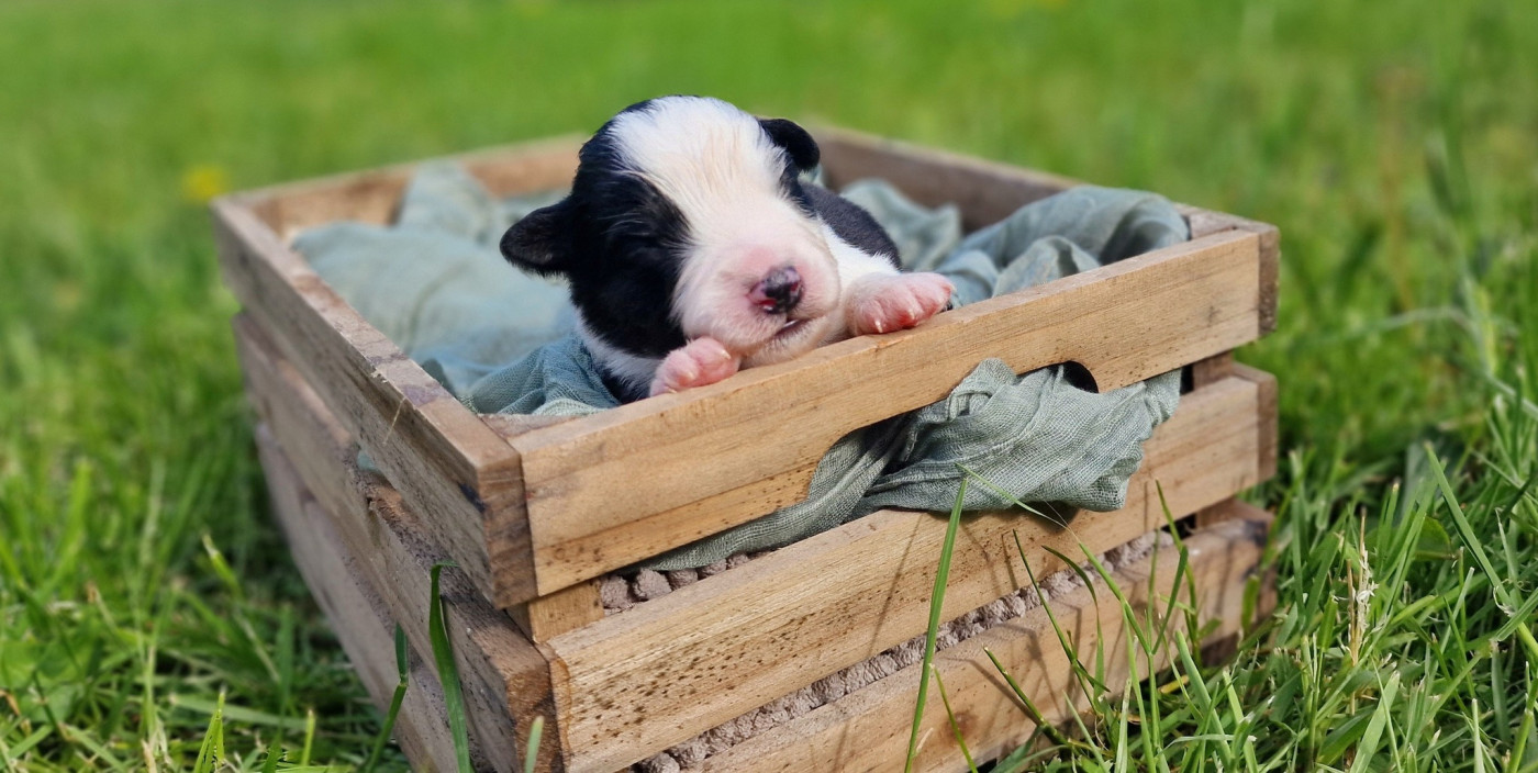 De Peyraube - Chiots disponibles - Berger Australien