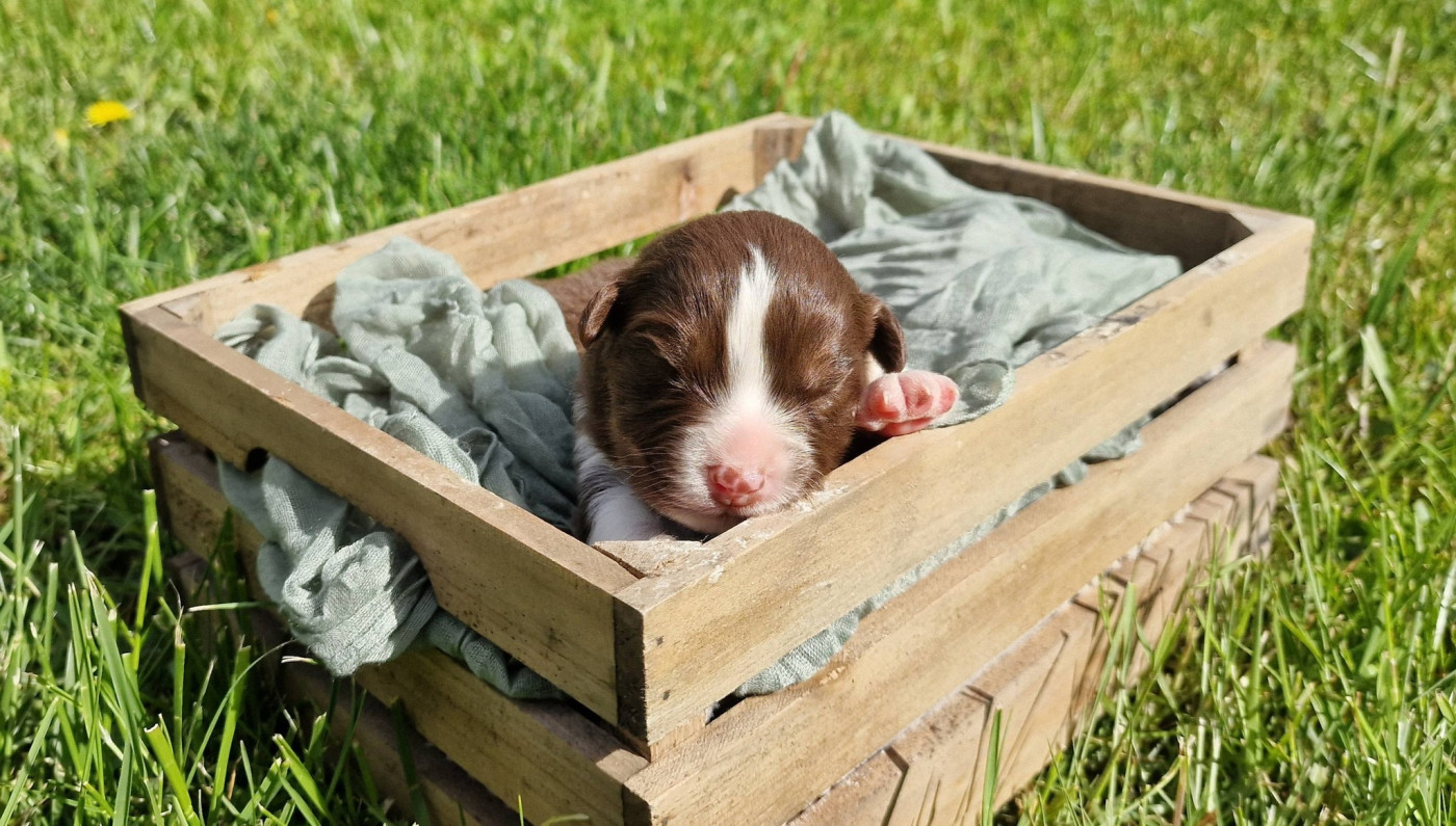 De Peyraube - Chiots disponibles - Berger Australien