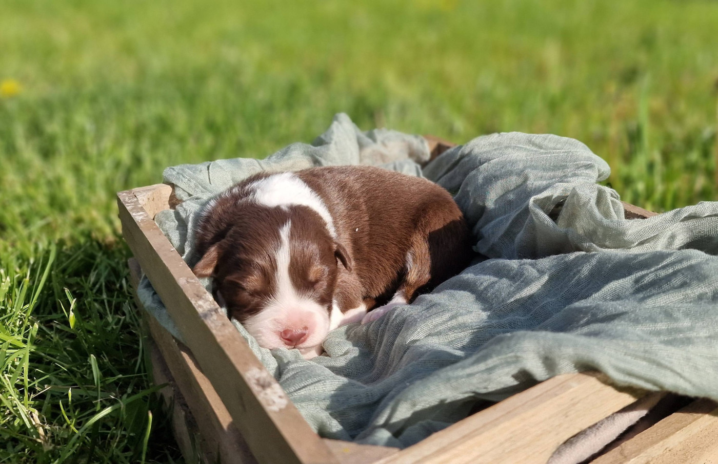 De Peyraube - Chiots disponibles - Berger Australien