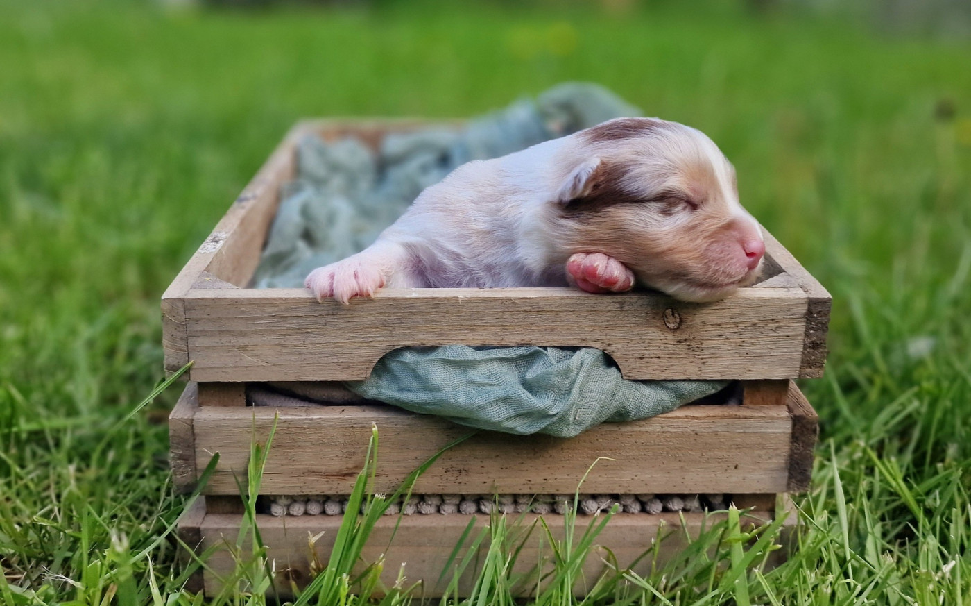 De Peyraube - Chiots disponibles - Berger Australien