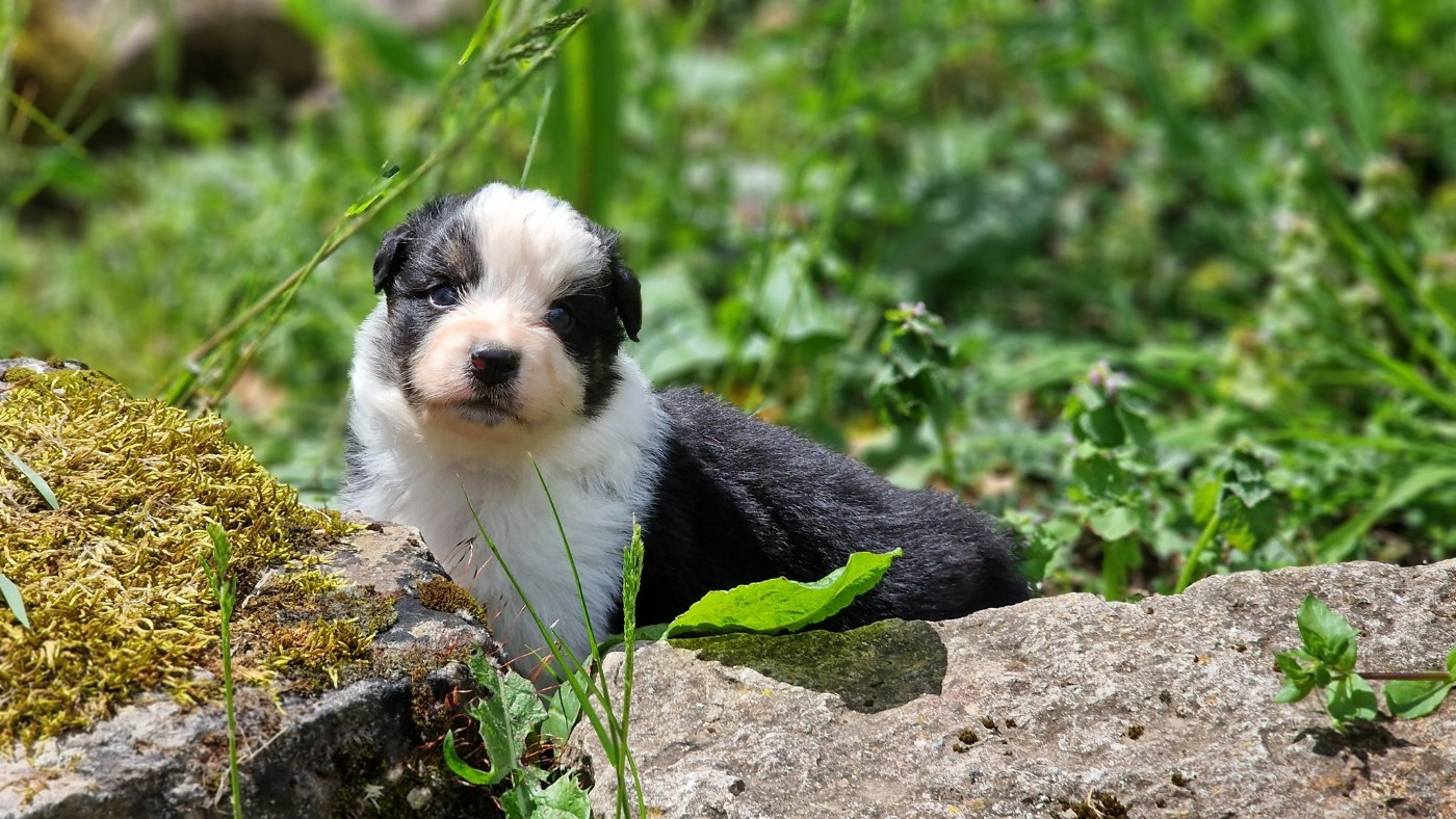 De Peyraube - Chiots disponibles - Berger Australien