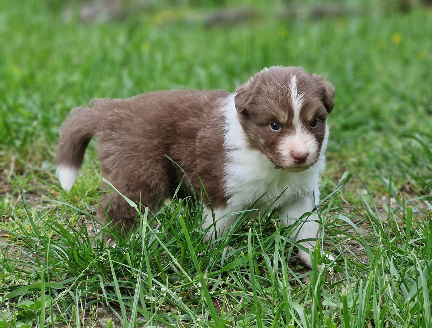 De Peyraube - Chiots disponibles - Berger Australien