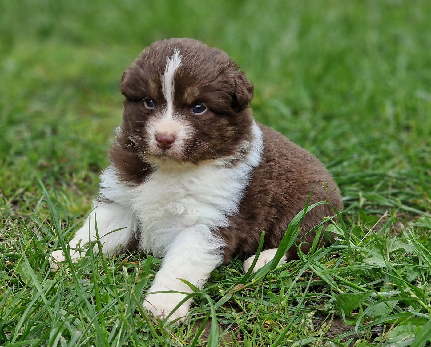 De Peyraube - Chiots disponibles - Berger Australien