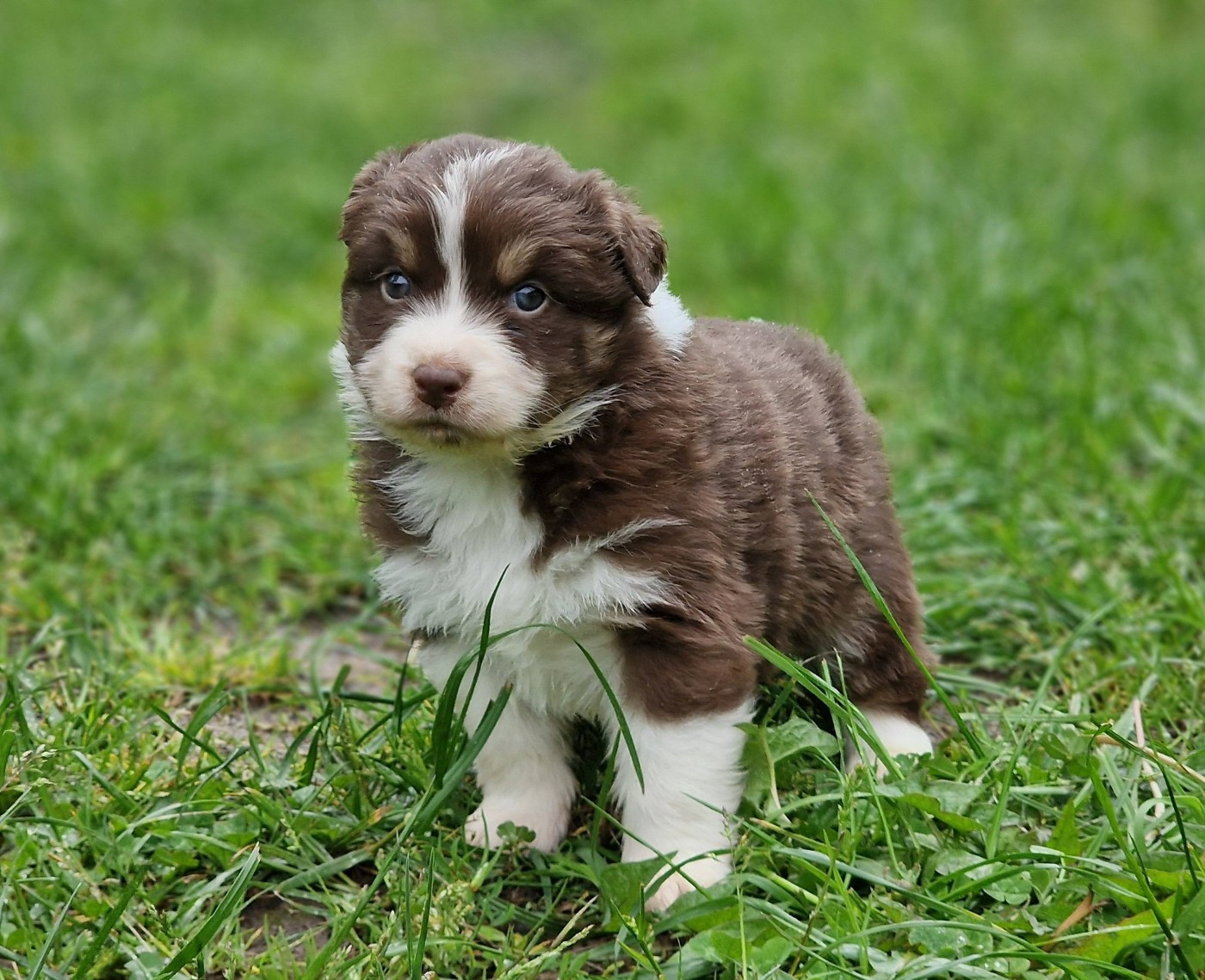 De Peyraube - Chiots disponibles - Berger Australien