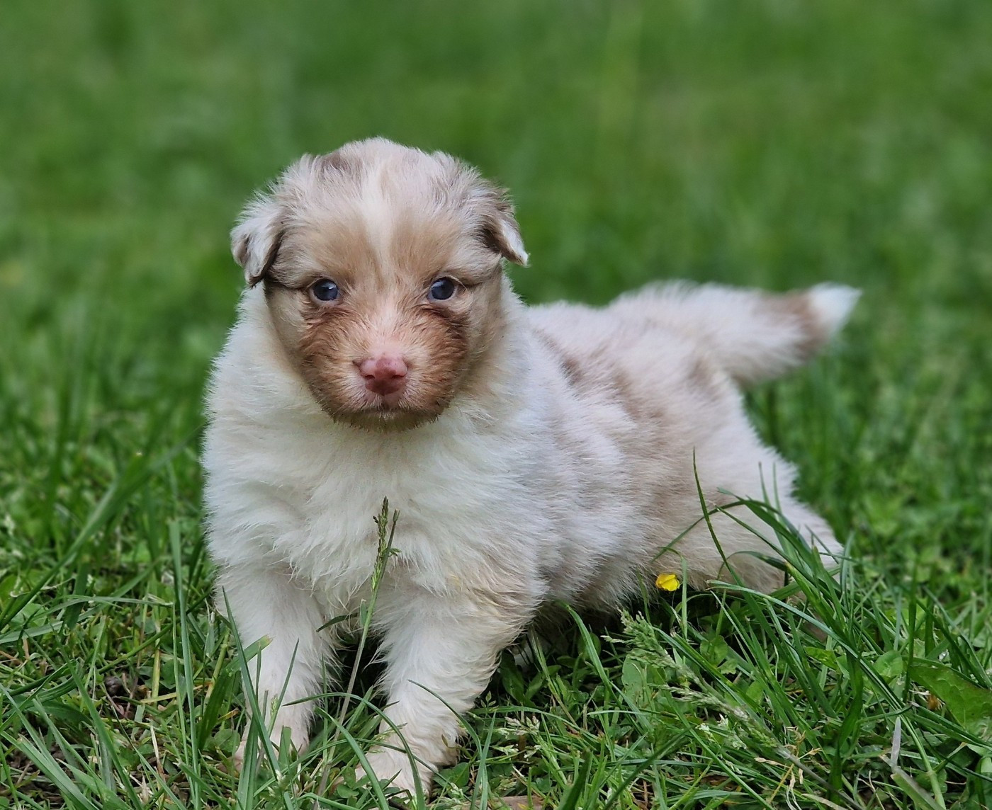 De Peyraube - Chiots disponibles - Berger Australien
