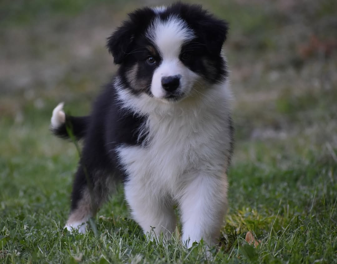 De Peyraube - Chiots disponibles - Berger Australien