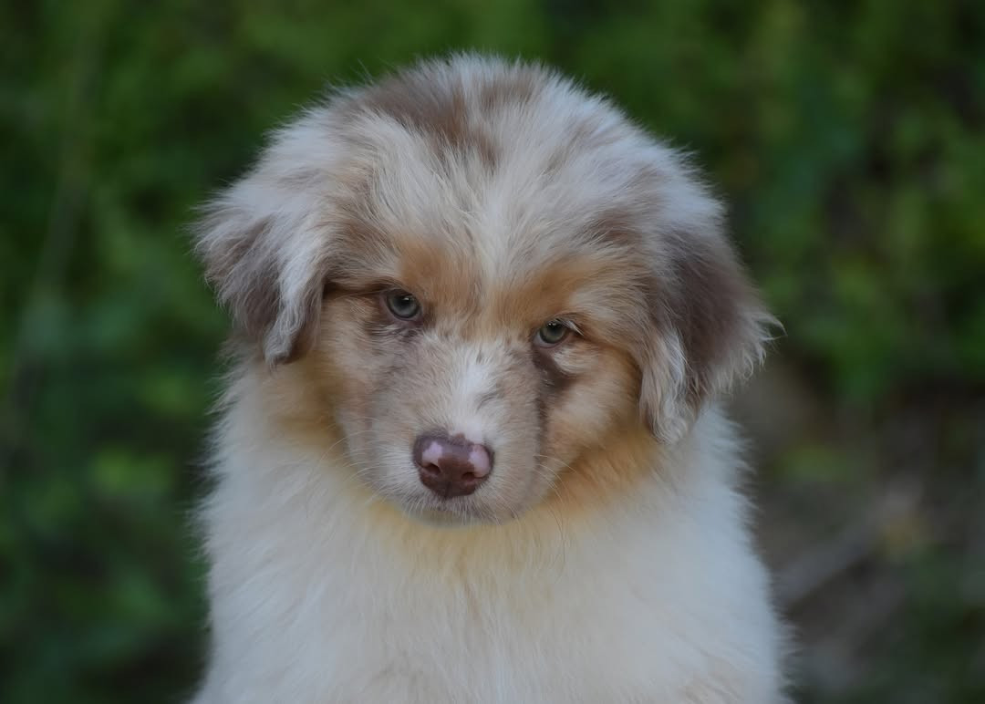 De Peyraube - Chiots disponibles - Berger Australien
