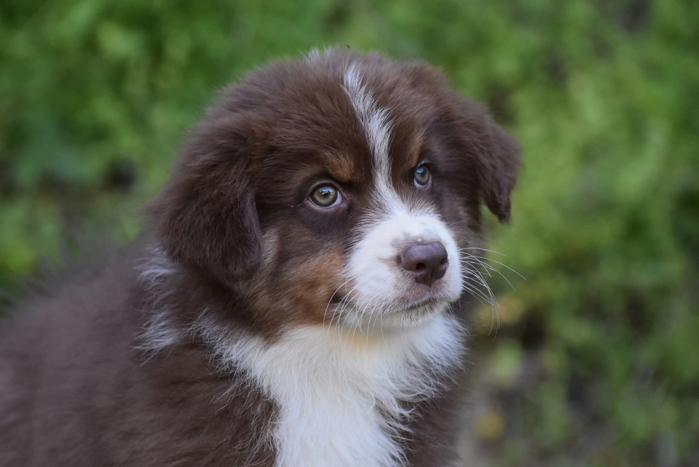 De Peyraube - Chiots disponibles - Berger Australien