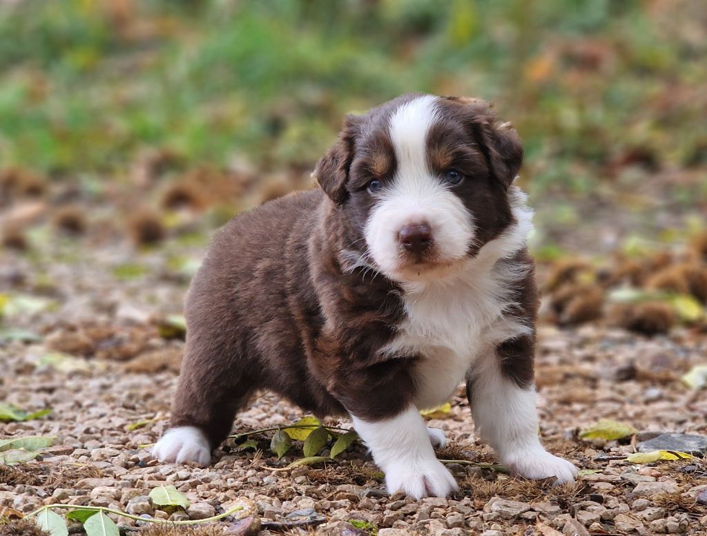 De Peyraube - Chiots disponibles - Berger Australien