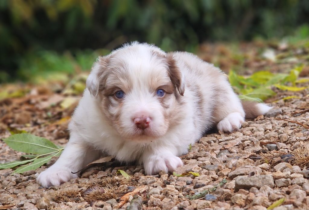 De Peyraube - Chiots disponibles - Berger Australien