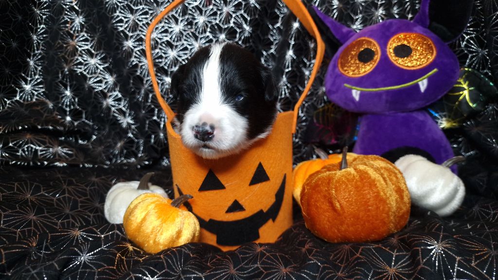 De Peyraube - Chiots disponibles - Berger Australien