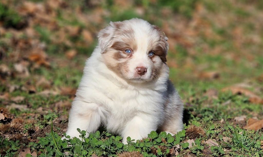 De Peyraube - Chiots disponibles - Berger Australien