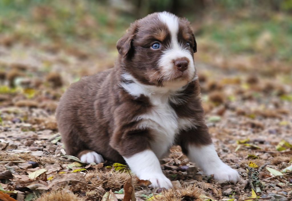 De Peyraube - Chiots disponibles - Berger Australien