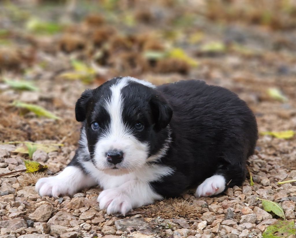 De Peyraube - Chiots disponibles - Berger Australien