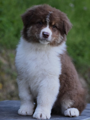 BANDIT de peyraube