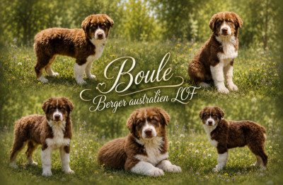 BOULE de peyraube (queue courte)