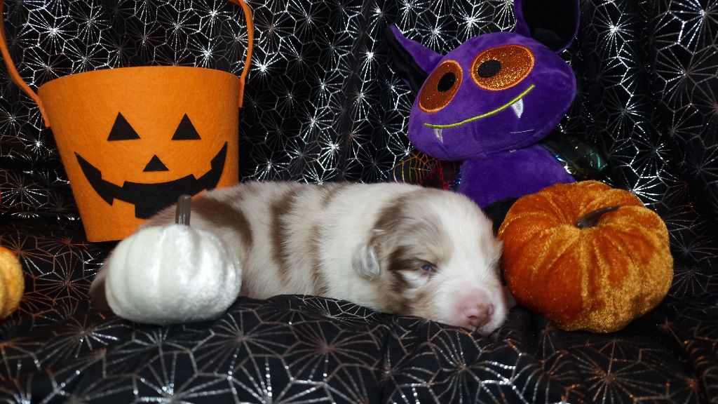 De Peyraube - Chiots disponibles - Berger Australien