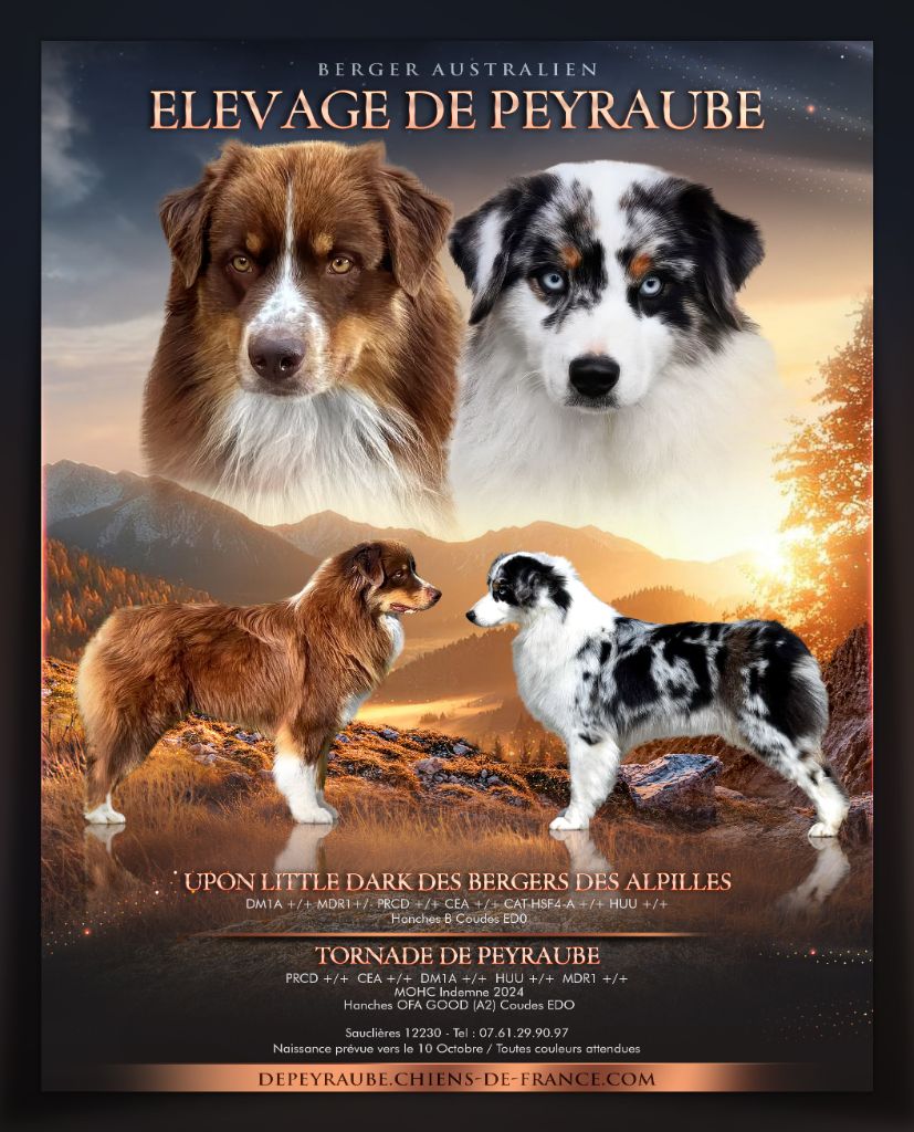 Chiot Berger Australien De Peyraube