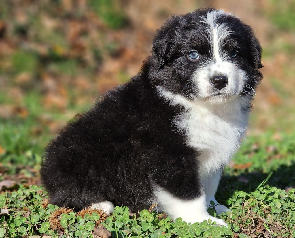 De Peyraube - Chiots disponibles - Berger Australien