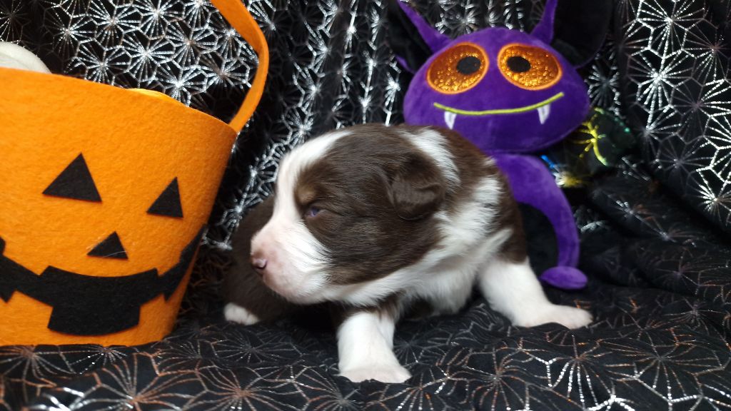 De Peyraube - Chiots disponibles - Berger Australien