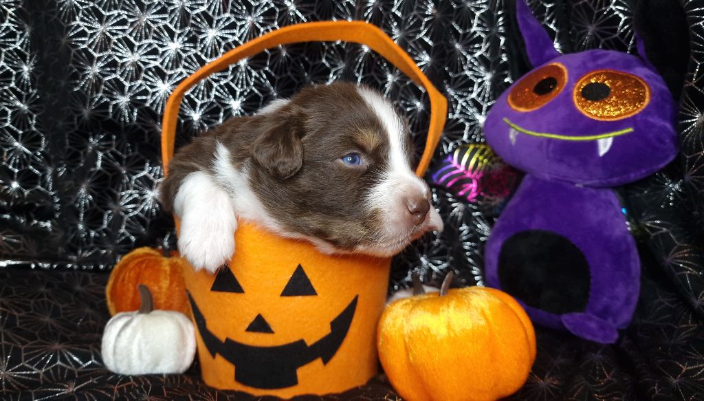 De Peyraube - Chiots disponibles - Berger Australien