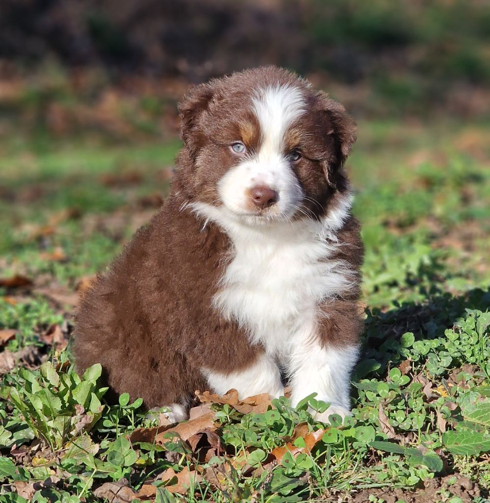 De Peyraube - Chiots disponibles - Berger Australien